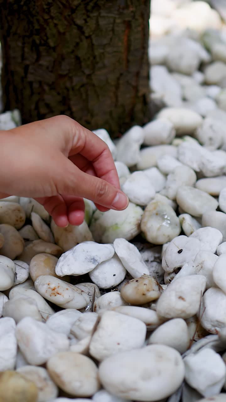 Primo piano di una mano che sistema pietre decorative bianche intorno a un albero alla luce del giorno