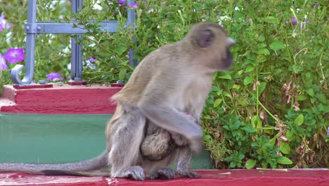 A-vervet-monkey-mother-and-baby-pose-for-a-photo-in-Africa