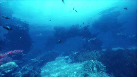 beautiful coral reef underwater