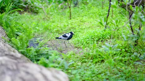 Bird-in-green-grass-on-the-shore-of-a-lake,-pond-or-river