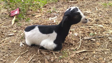 Lamb-sitting-on-the-ground-in-a-farm-relaxing-itself,-the-cute-lamb-has-a-still-face-like-nobody's-business