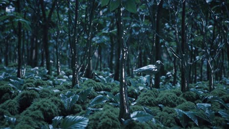 mysterious forest scene