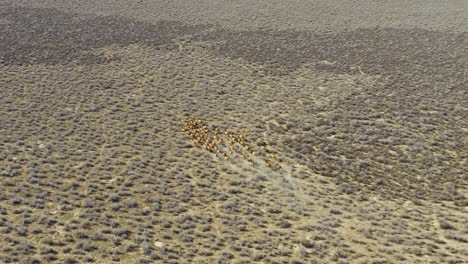 drone shot of a large distant herd of elk running through sagebrush in the nevada high desert in the morning. aerial shot, camera follows