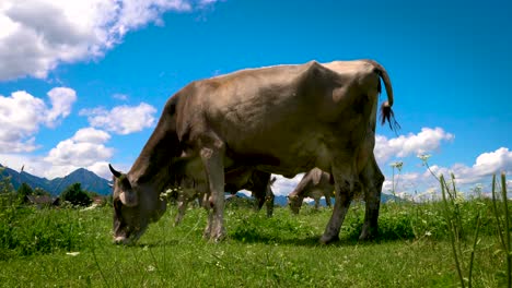 Cow-pasture-on-the-Alps