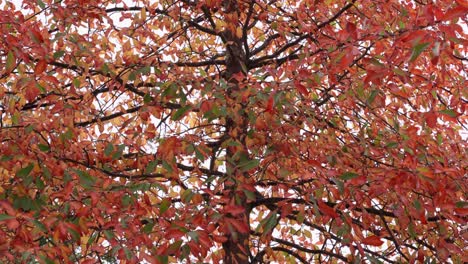 red and green elliptical autumn leaves on a tree branch during a rainy day