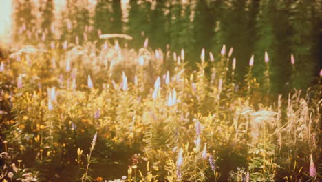 wild field flowers at summer sunset