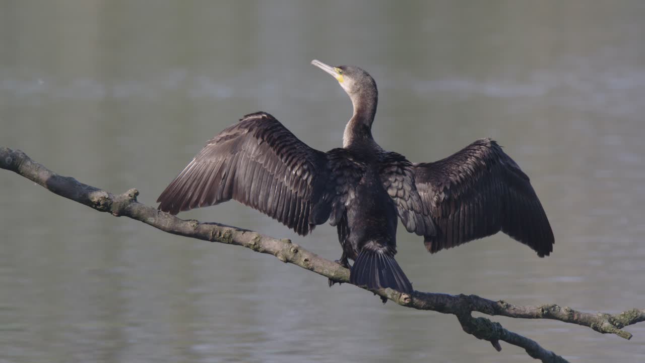 un cormorán con alas extendidas en una rama sobre el agua