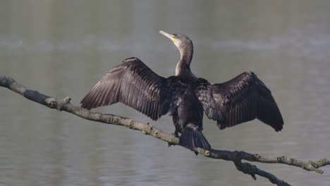 a cormorant with wings spread on a branch over water