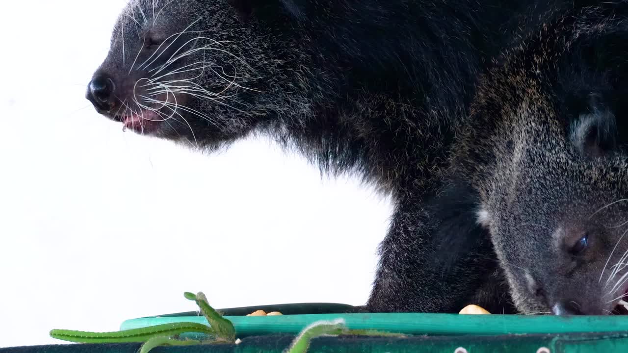 플랫폼에서 상호 작용하는 두 개의 binturongs