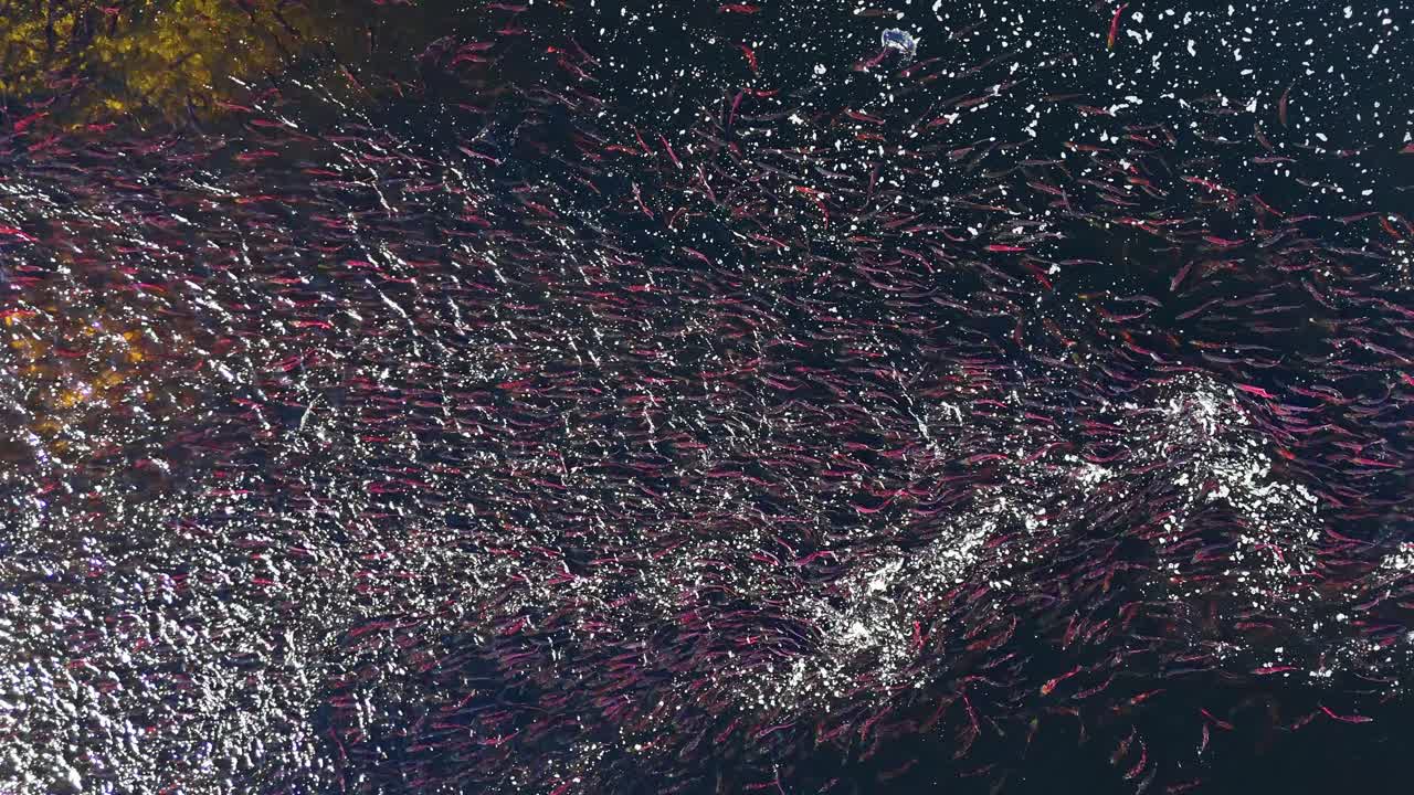 Enorme banco di salmoni che depongono le uova nel fiume