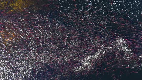 massive school of salmon spawning in river