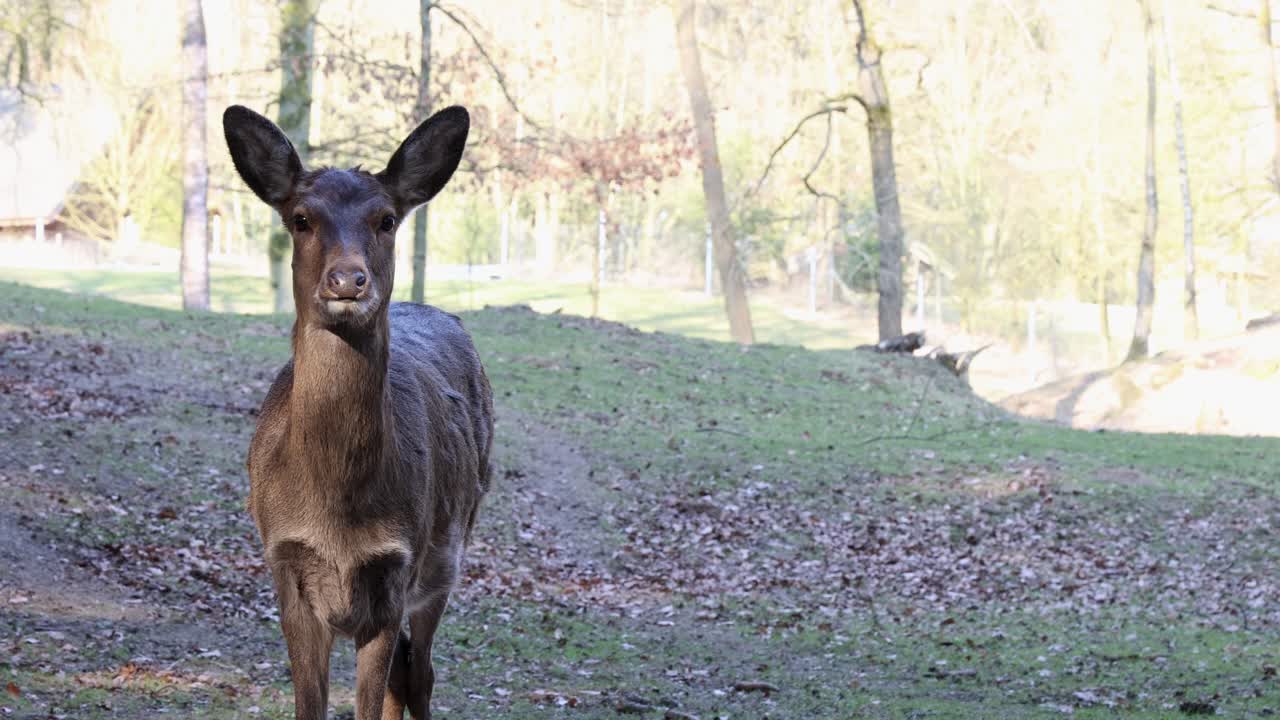 Female deer portrait, wild animal background