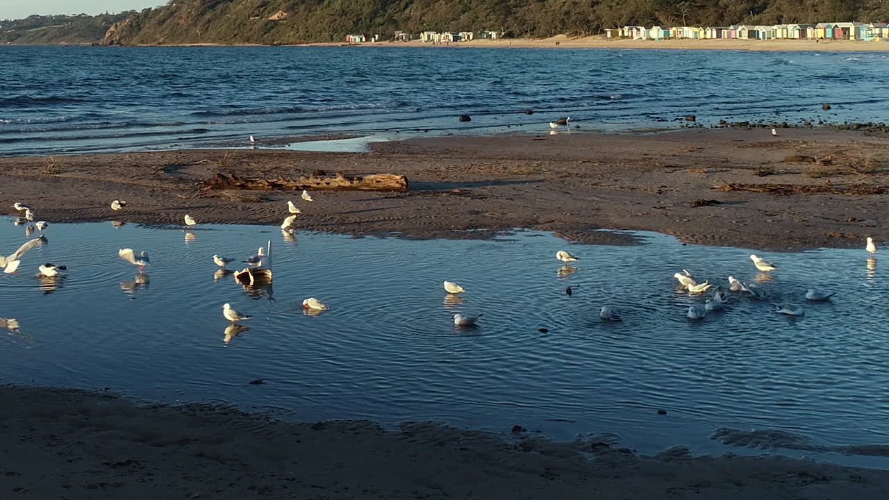 갈매기의 매끄러운 팬이 육지로 들어올 때 해변가 물에서 노를 젓고 몸을 씻습니다.