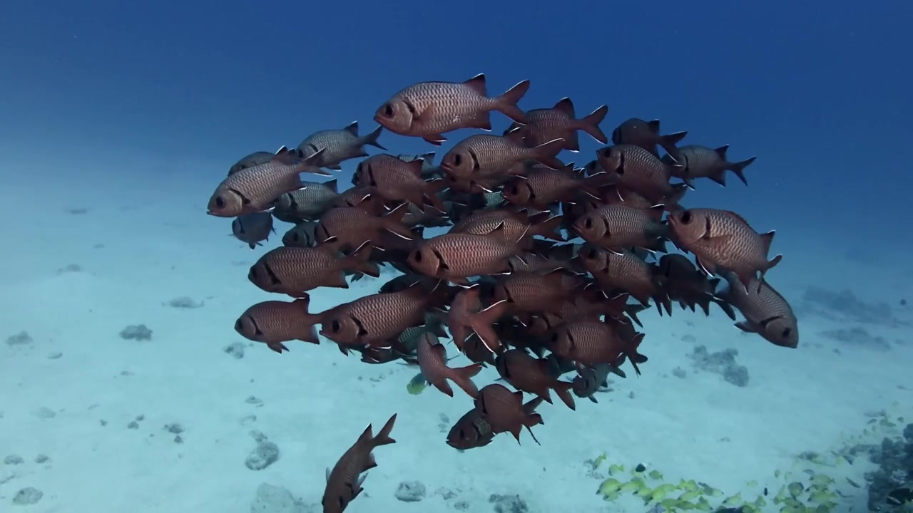 Gruppo di pesci soldato dagli occhi maculati che nuotano nell'oceano blu chiaro