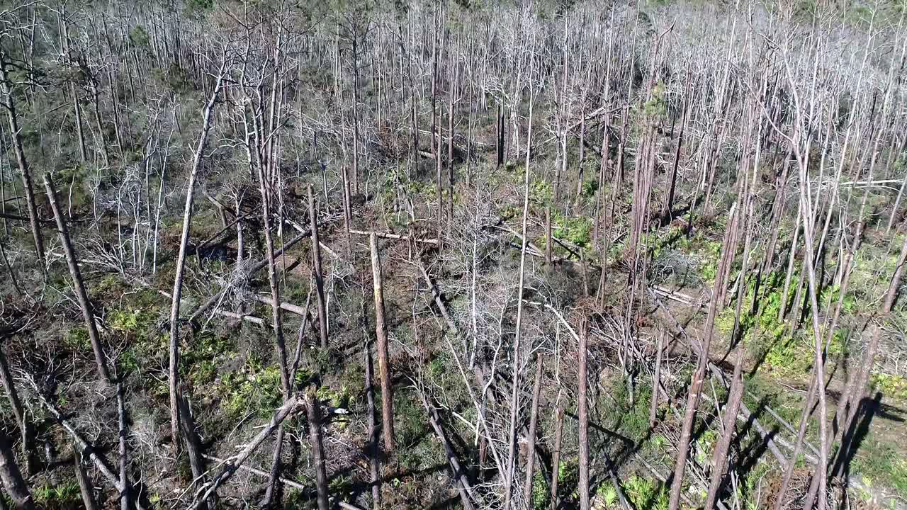 포트 세인트의 나무에 허리케인 피해