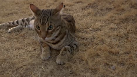 a bengal cat in the grass-2