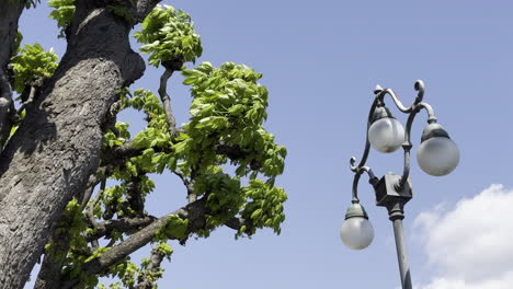 static view of a retro style street lamp and a tree