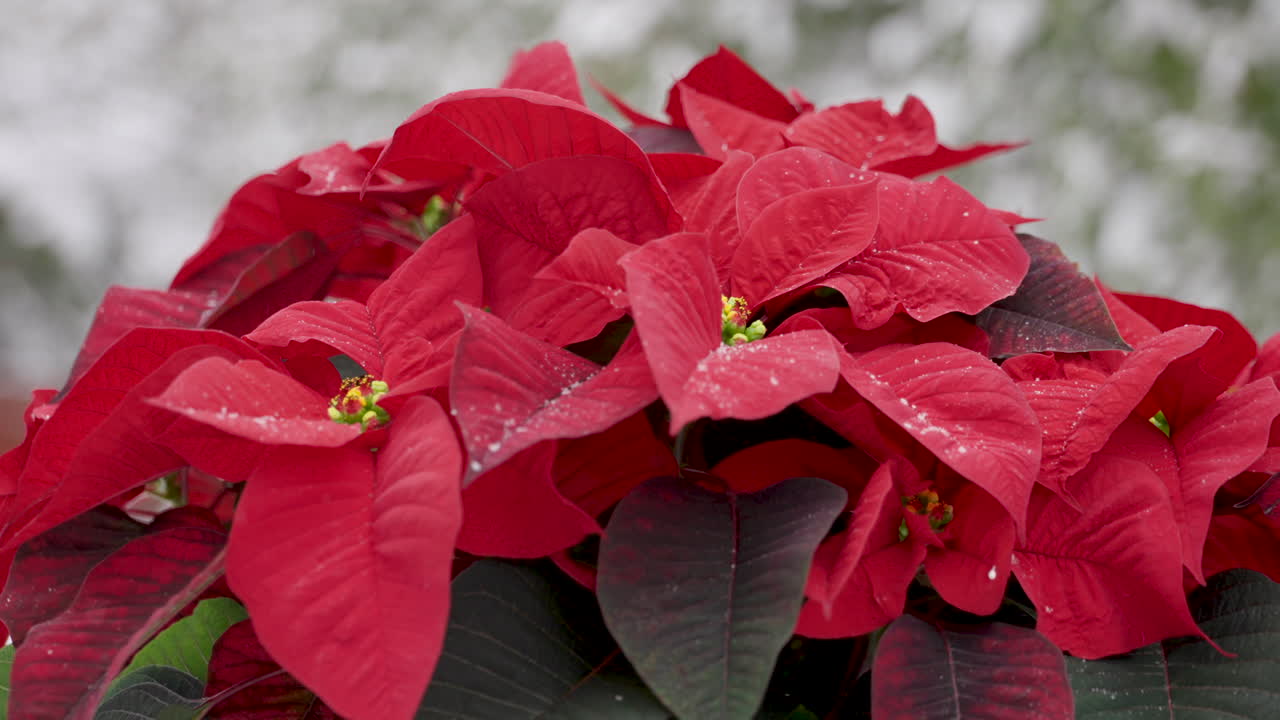 Uma bela poinsétia de Natal vermelha ao ar livre na neve.