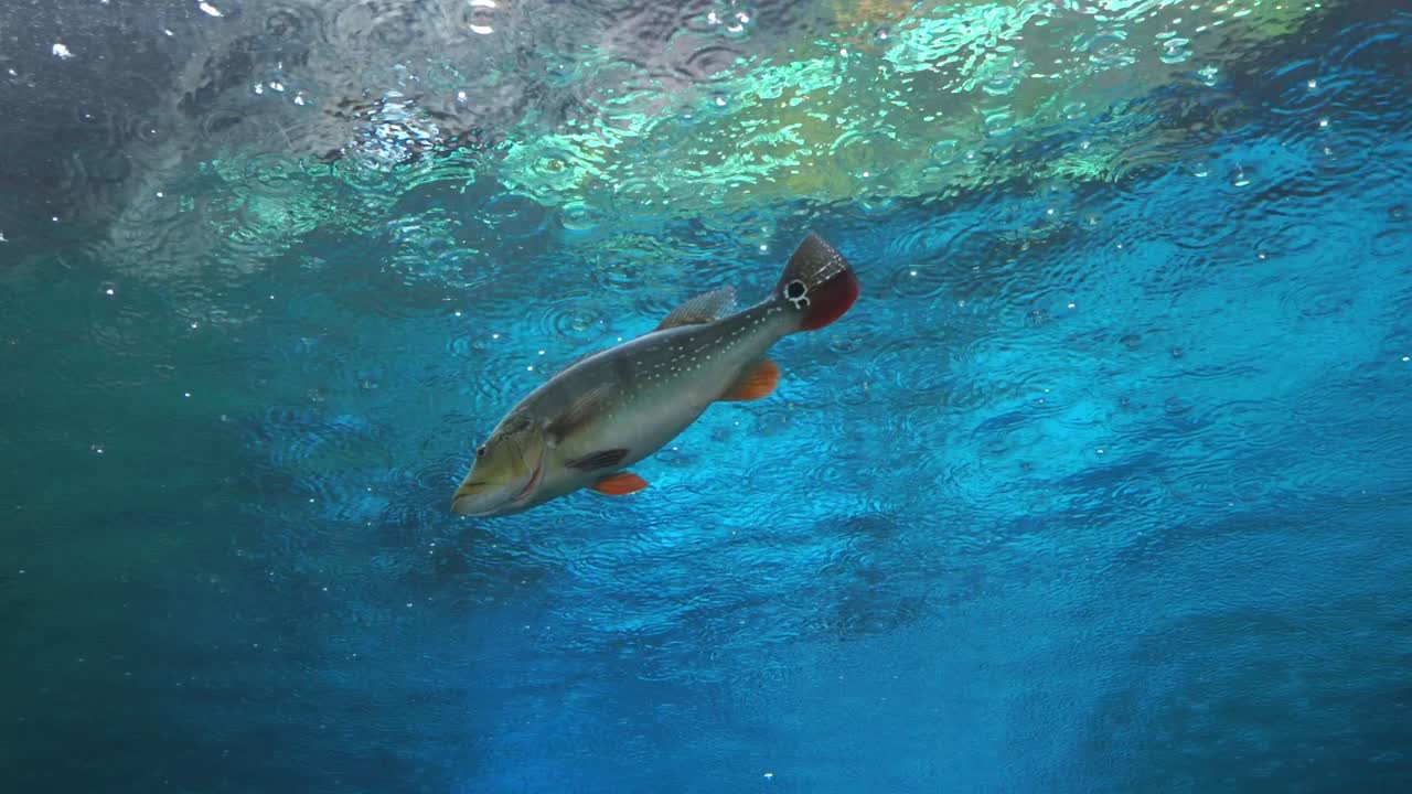 물 에서 볼 때 비가 내리는 방울