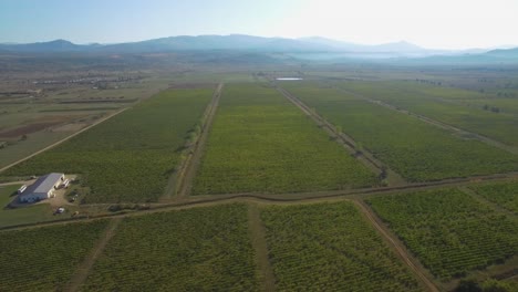 Una-Hermosa-Vista-De-Los-Viñedos.-Dron,-Vuelo