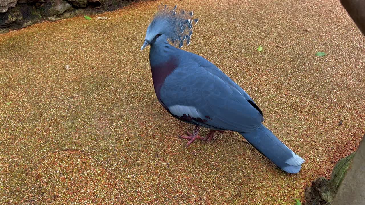 A blue bird with a crest and red eyes sits on the ground