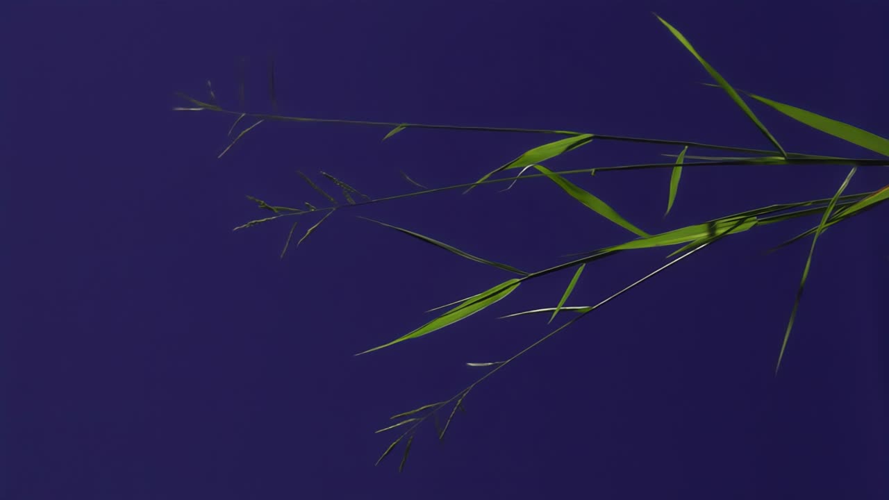 planta de tierra con fondo de pantalla azul