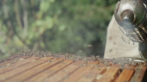 beekeeper working with bees in a beehive