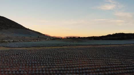 Reihen-Blauer-Agavenpflanzen-In-Tequila,-Jalisco,-Mexiko,-Bei-Sonnenuntergang-Mit-Einer-Drohne-Aufgenommen