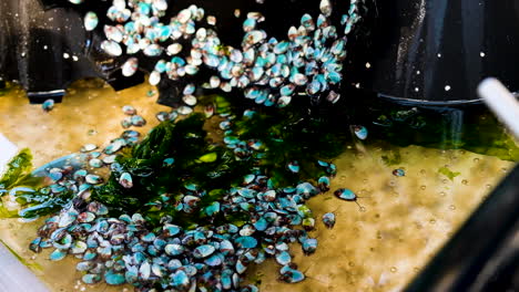 hundreds of baby abalone crawling around in tank