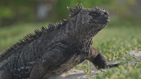 marine iguana in the galapagos islands