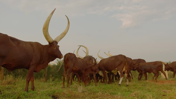 Inquadratura generale di una mandria di mucche Ankole Watusi al pascolo e che mangiano in un pascolo verde in Uganda.