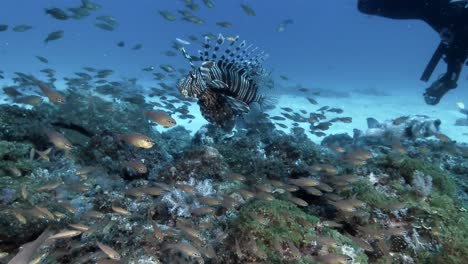 lionfish swimming over busy coral reef in mauritius island