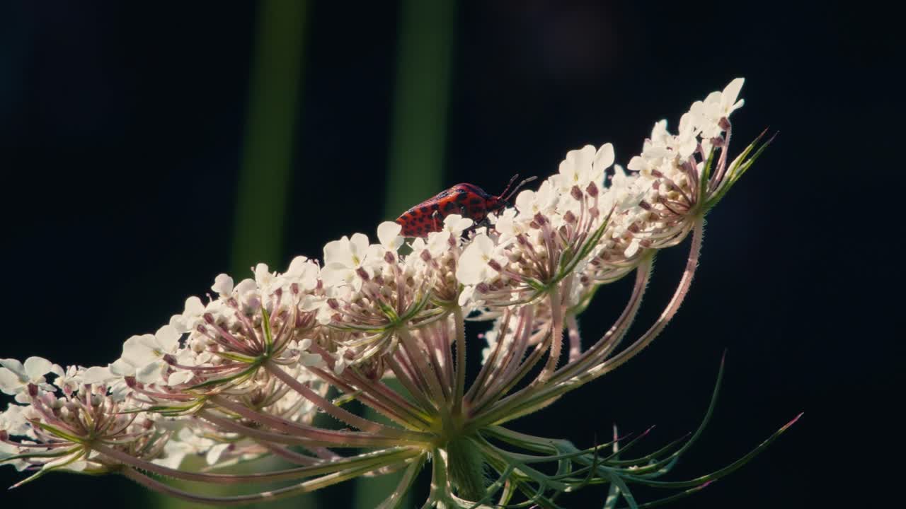Insetto a strisce rosse e nere che si muove sulla superficie piana e bianca di un fiore di ombrellifera su uno sfondo scuro. Vista dettagliata della biodiversità del giardino.
