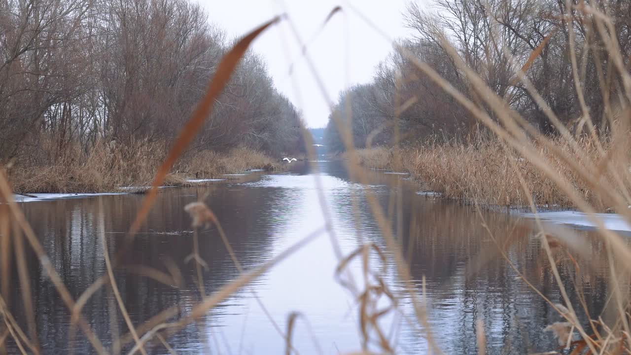 Svaner letter fra vandet i Donau-dalens hovedkanal i Nemesnádudvar, Ungarn.