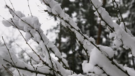 nahaufnahme eines kiefernbaums mit schnee