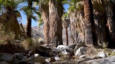 creek running through california palm tree