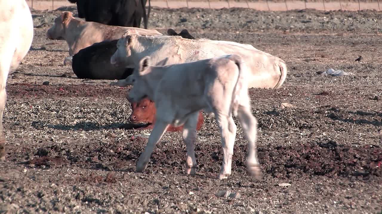 미국 캘리포니아의 초원에 있는 소나 소떼를 가까이서