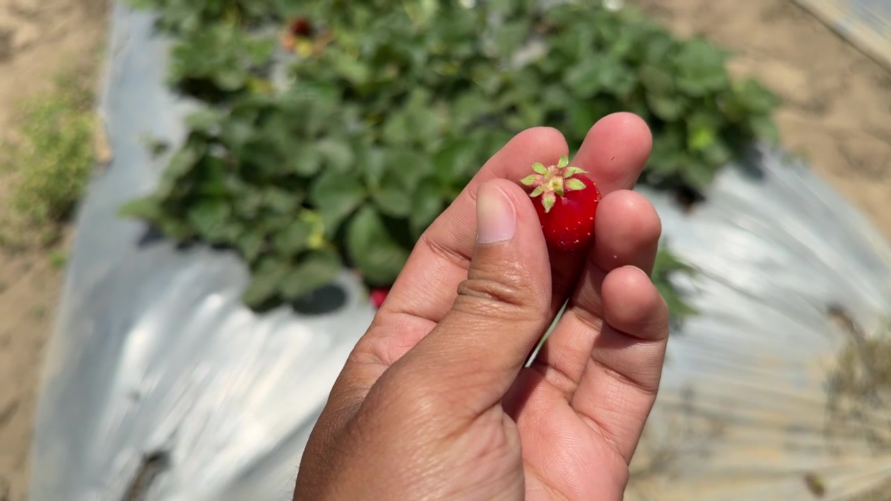 Hand Holding a Freshly Picked Strawberry in a Field