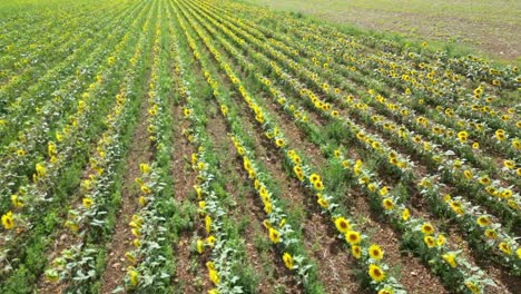 imágenes de drones sobre la cosecha de girasoles en flor en un campo agrícola