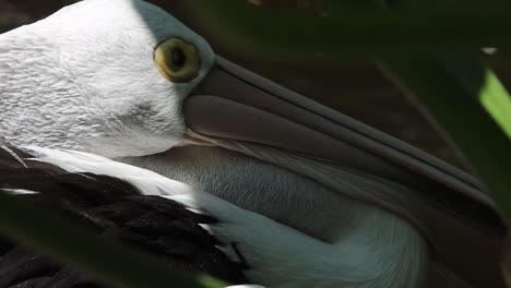 close-up of sleeping pelican resting its head on beak in natural light