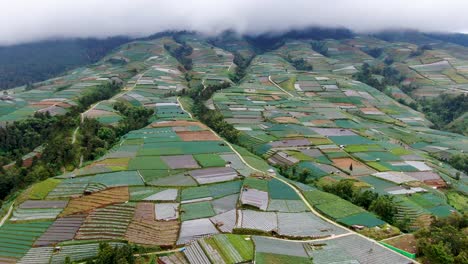 Low-cloudscape-above-endless-crop-plantation-in-Indonesia,-aerial-view