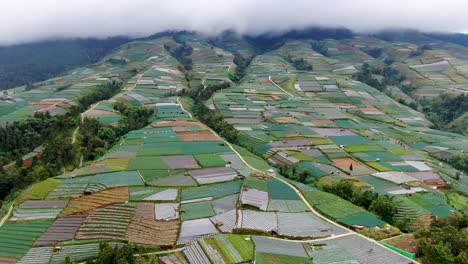 paisaje de nubes bajas sobre una plantación interminable de cultivos en indonesia, vista aérea