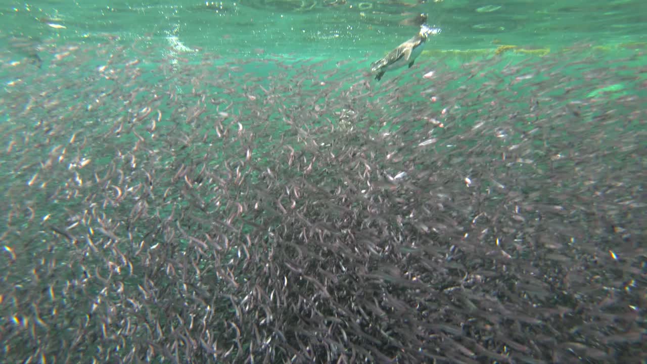 los pingüinos de galápagos cazan anchoas bajo el agua en una enorme bola de cebo 3