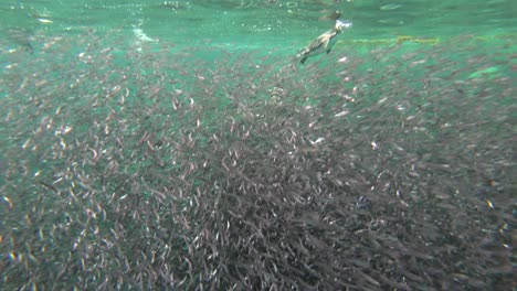 galapagos penguins hunt anchovies underwater in a huge bait ball 3