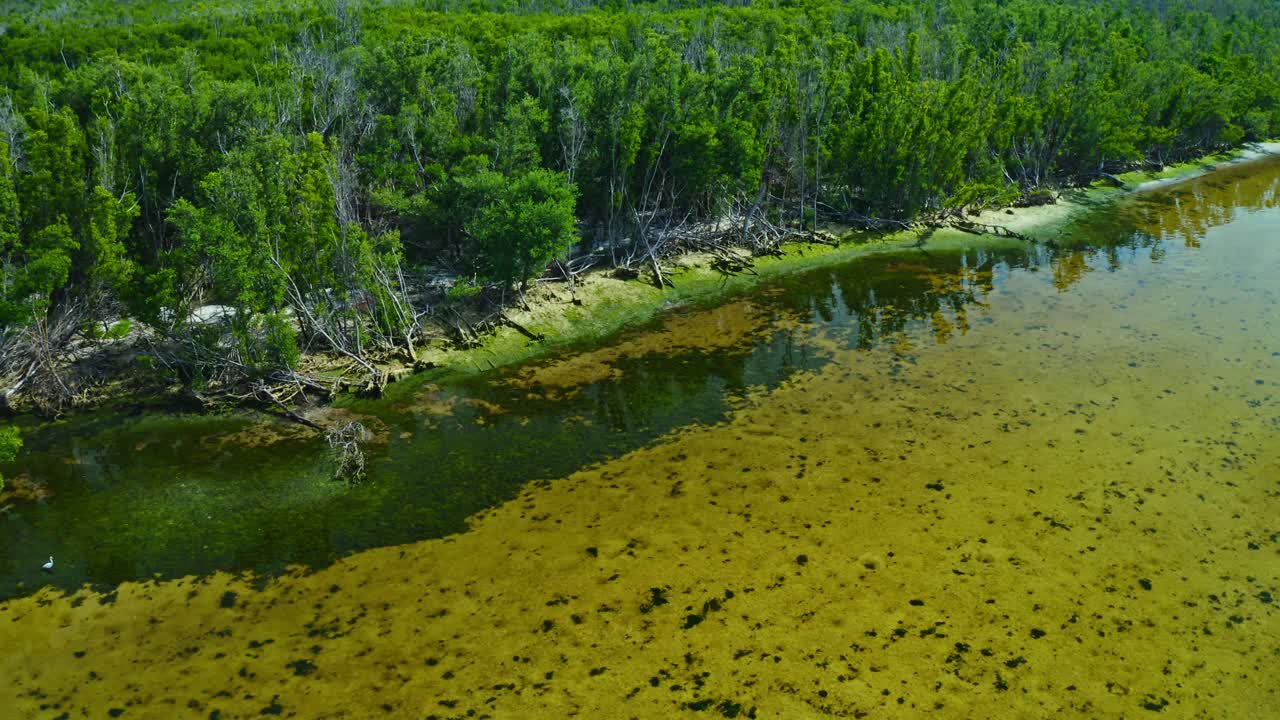 Un denso bosque costero de manglares bordea aguas poco profundas, donde un grupo de aves zancudas se reúne cerca de las raíces expuestas en un entorno natural tranquilo