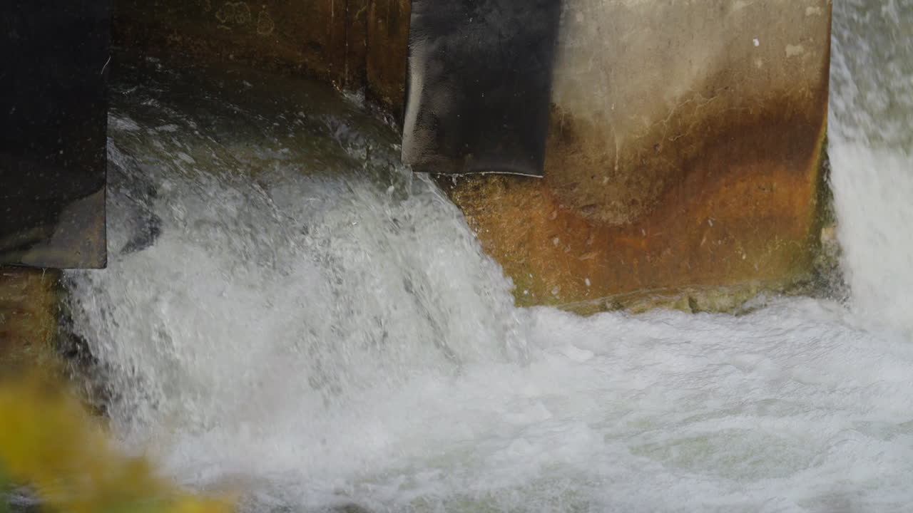 Slow motion of salmon jumping up Ganaraska River in Ontario, Canada