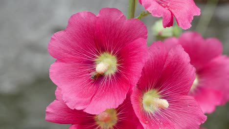 Close-up-Honey-Bee-collects-pollen-from-Hollyhock-flowers