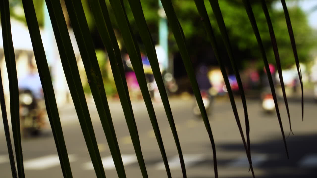 Shallow focus shot from behind palm frond of commuters on motorcycles, street activity