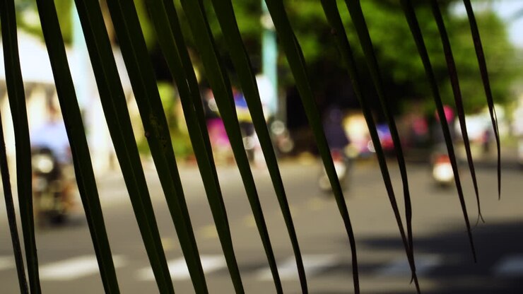 Shallow focus shot from behind palm frond of commuters on motorcycles, street activity