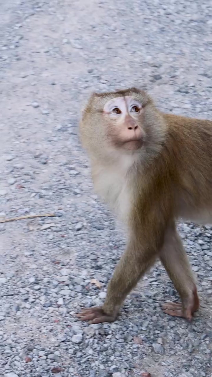 A southern pig-tailed macaque walks on gravel and pavement, natural daylight, handheld camera movement